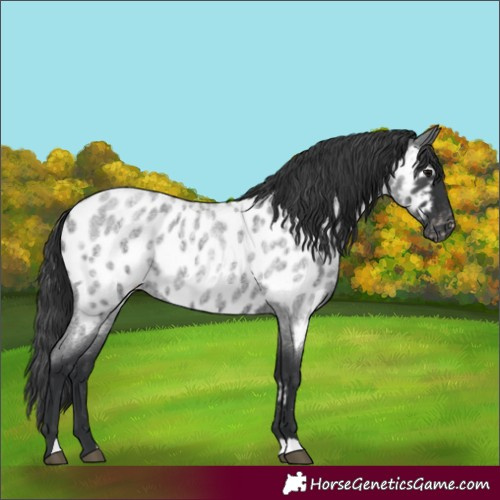 Horse Color:Blue Roan Appaloosa