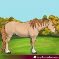 Horse Color:Red Dun 