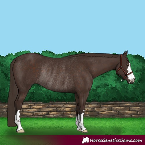 Horse Color:Liver Chestnut Rabicano 