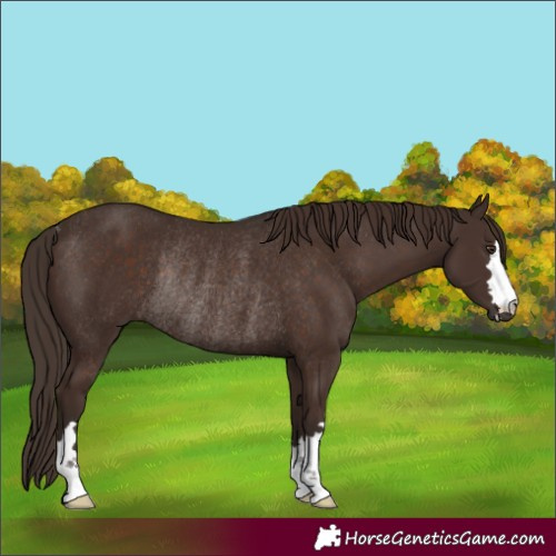 Horse Color:Liver Chestnut Rabicano 