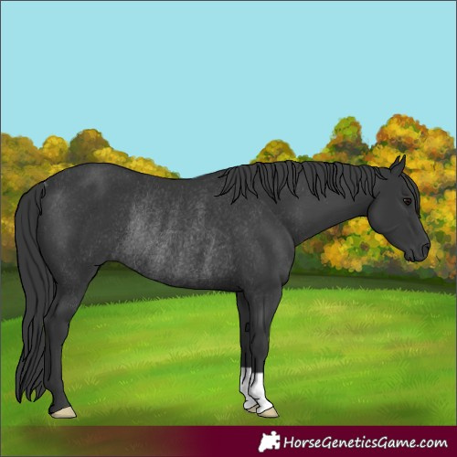 Horse Color:Black Rabicano 