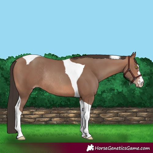 Horse Color:Sable Champagne Tobiano Rabicano 