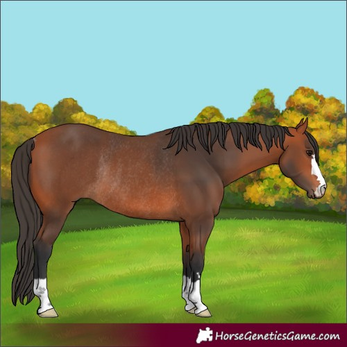 Horse Color:Bay Rabicano 