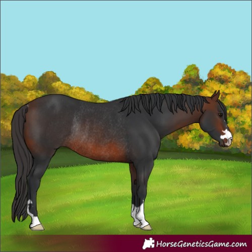 Horse Color:Brown Rabicano 