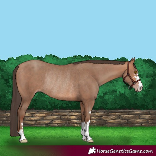 Horse Color:Amber Champagne Rabicano 