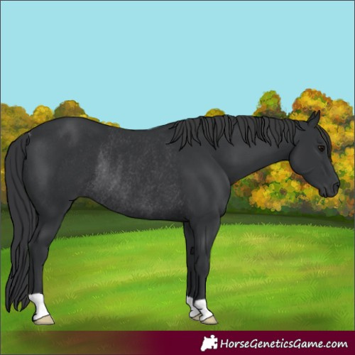 Horse Color:Black Rabicano 