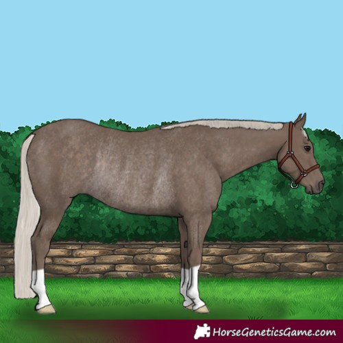 Horse Color:Silver Black Rabicano 