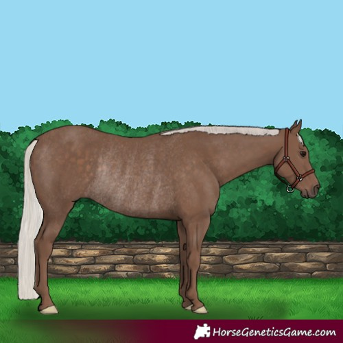 Horse Color:Silver Black Rabicano 