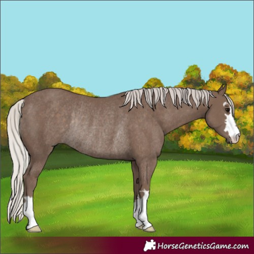 Horse Color:Silver Black Rabicano 