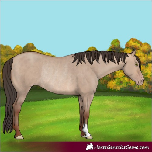 Horse Color:Sable Champagne Dun Rabicano 