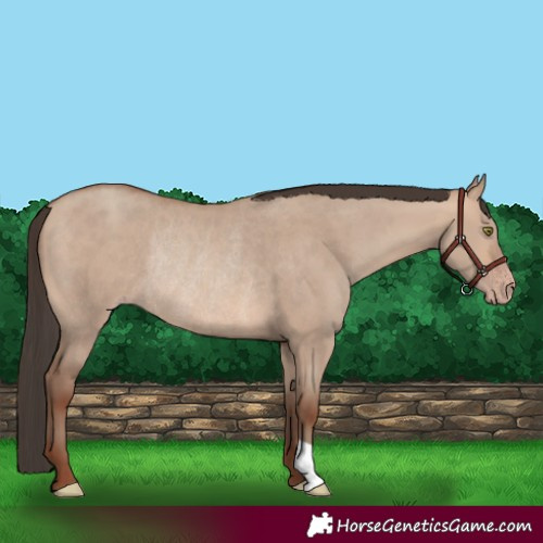 Horse Color:Sable Champagne Dun Rabicano 