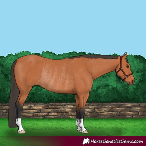 Horse Color:Bay Rabicano 
