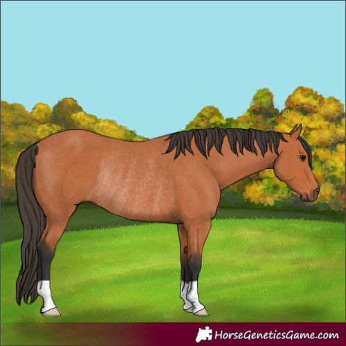 Horse Color:Bay Rabicano 