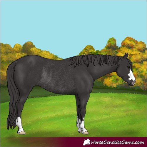 Horse Color:Smoky Black Rabicano 