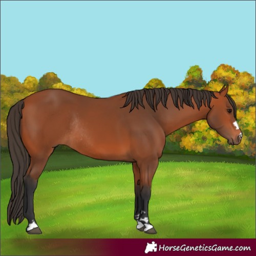 Horse Color:Bay Rabicano 