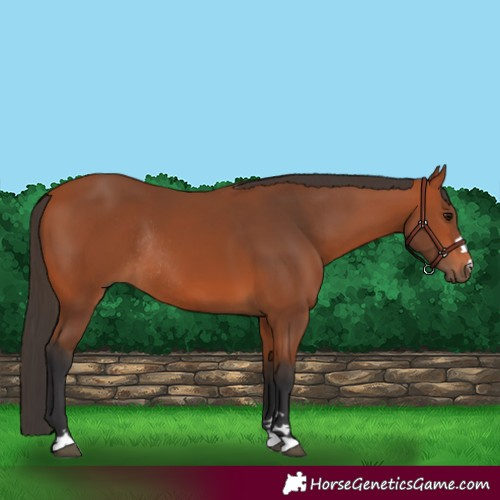 Horse Color:Bay Rabicano