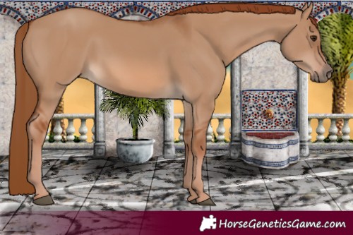 Horse Color:Red Dun 