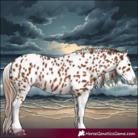 Horse Color:Chestnut Splash Leopard