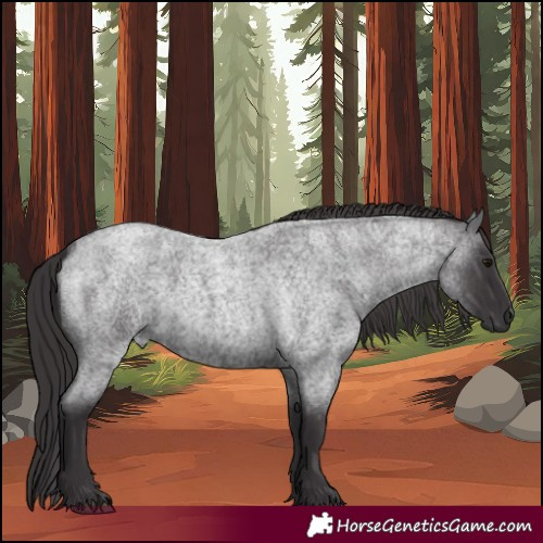 Horse Color:Smoky Blue Roan 