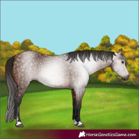 Horse Color:Gray Bay 