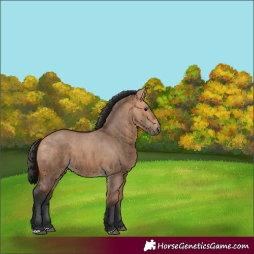 Horse Color:Bay Dun 