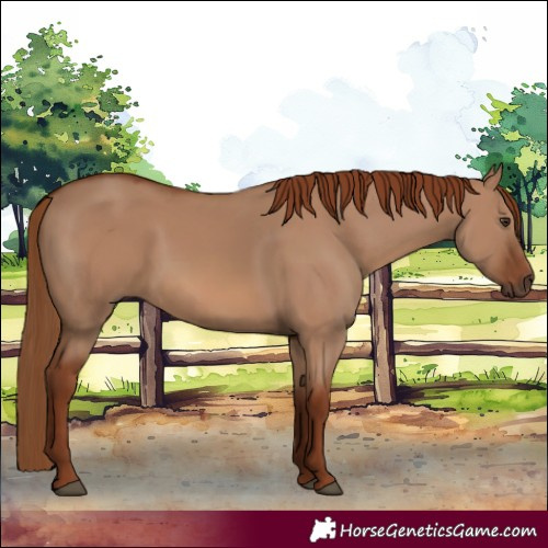 Horse Color:Red Dun 