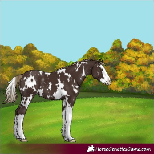 Horse Color:Unknown 
