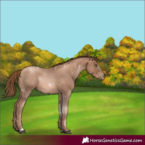 Horse Color:Unknown 