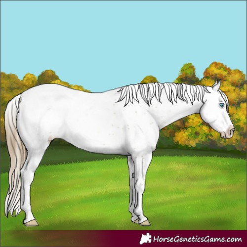 Horse Color:Buckskin Pearl Sabino