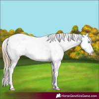 Horse Color:Buckskin Pearl Sabino 
