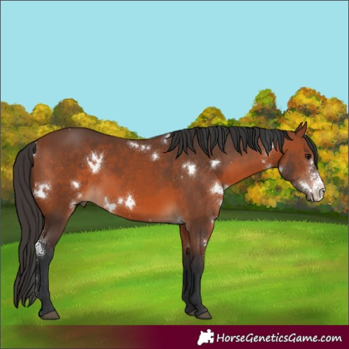 Horse Color:White Spotted Bay Sabino