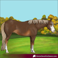 Horse Color:Chocolate Palomino Sabino
