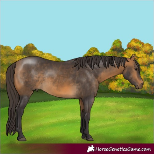Horse Color:Buckskin Rabicano