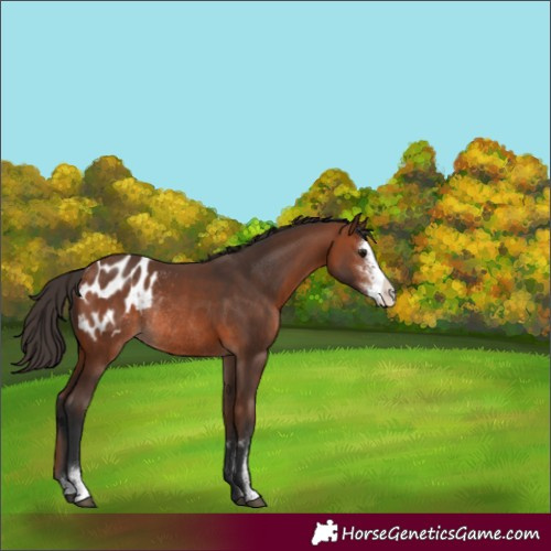 Horse Color:Bay Sabino Appaloosa Rabicano