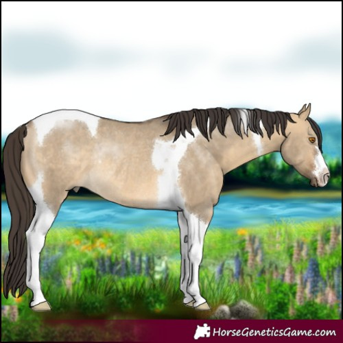 Horse Color:Buckskin Dun Tobiano Rabicano 
