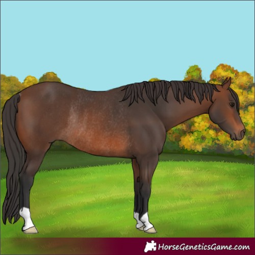 Horse Color:Brown Rabicano