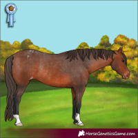 Horse Color:Bay Varnish Rabicano 