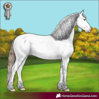Horse Color:Bay Pearl Sabino Rabicano 