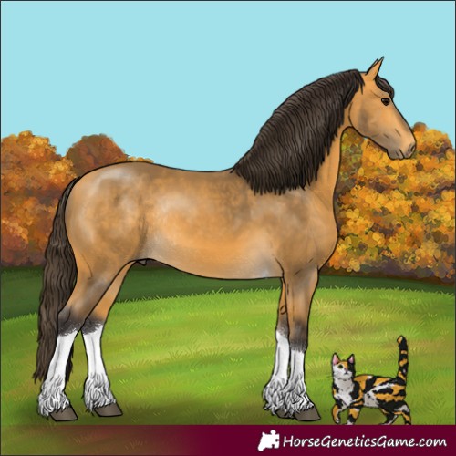 Horse Color:Buckskin Tobiano Rabicano