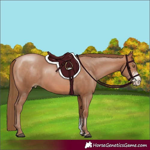 Horse Color:Brown Pearl Sabino Rabicano 