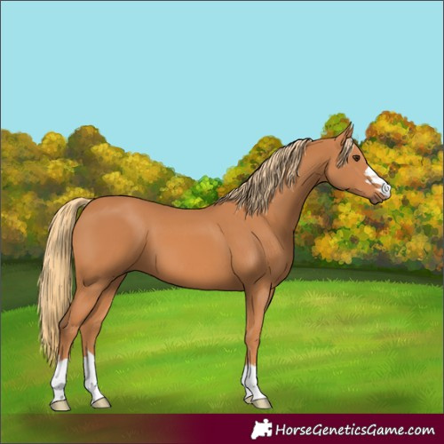Horse Color:Chestnut 