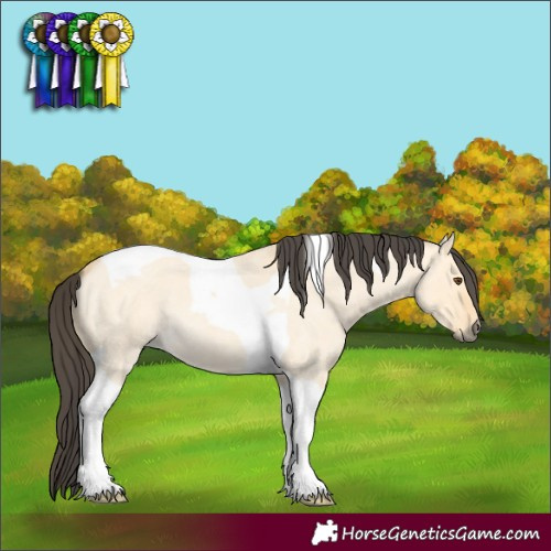Horse Color:Buckskin Roan Dun Tobiano 