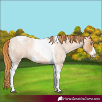 Horse Color:Red Roan Pearl Tobiano Frame 