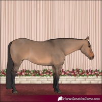 Horse Color:Brown Dun 