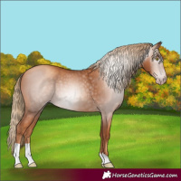Horse Color:Gray Gold Champagne Tobiano 