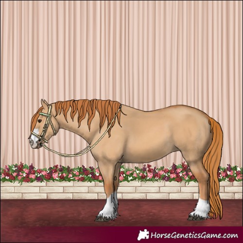 Horse Color:Red Dun 