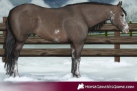 Horse Color:White Spotted Brown Dun Tobiano