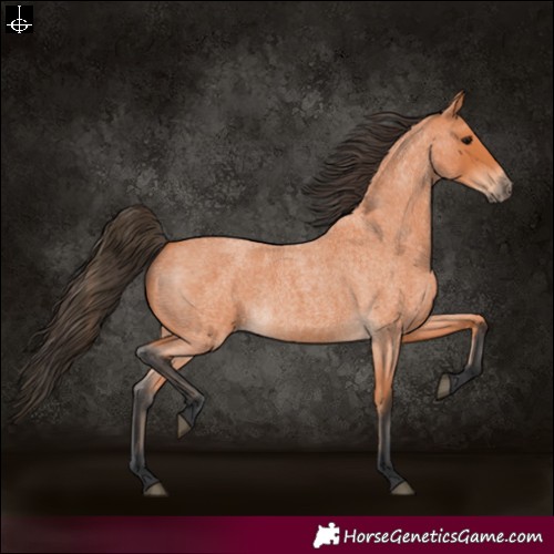 Horse Color:Bay Roan 
