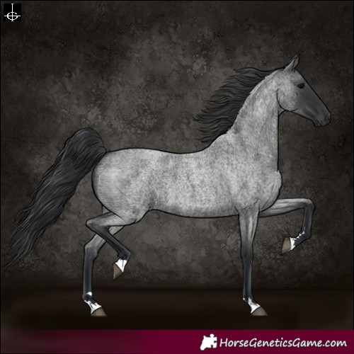 Horse Color:Blue Roan 