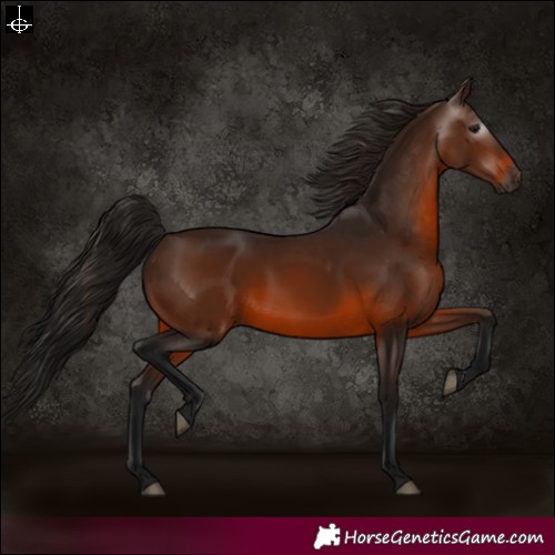 Horse Color:Gray Bay